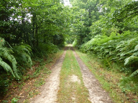 The path into the forest of Montneuf, Brittany